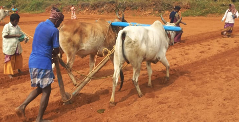 Climate Resilience: Agriculture & Environment